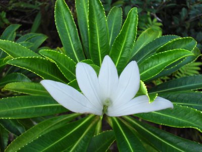 La famosa flor Tiare Apetahi única en estas islas